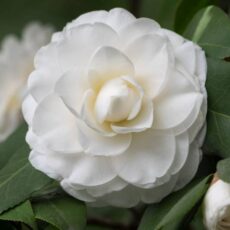 5056771002045 1 Camellia japonica Matterhorn.jpg